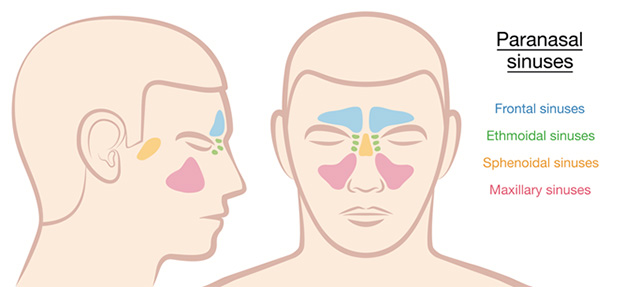 Can Sinus Pressure Cause Neck Pain All You Need To Understand